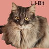 Lil Bit