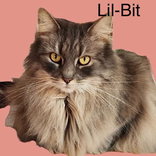 Lil Bit