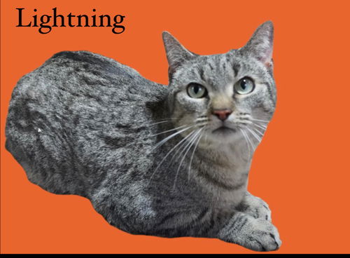 Lightning Bug