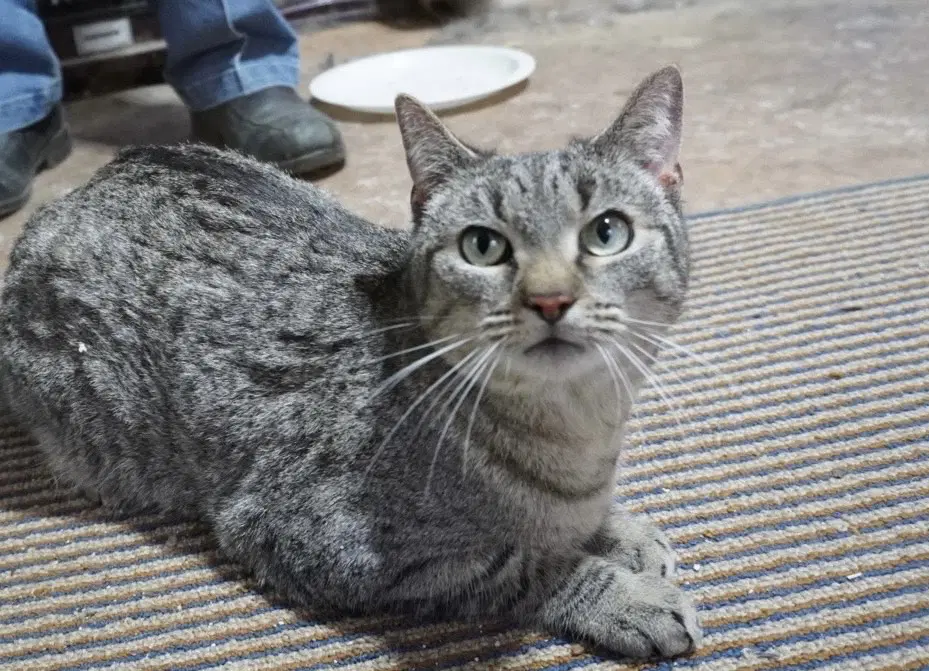 Lightning Bug - Domestic Short Hair