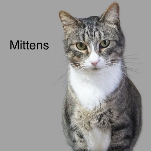 Mittens