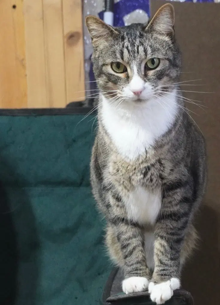 Mittens - Domestic Short Hair