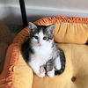 Petunia