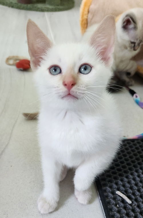 Sammy