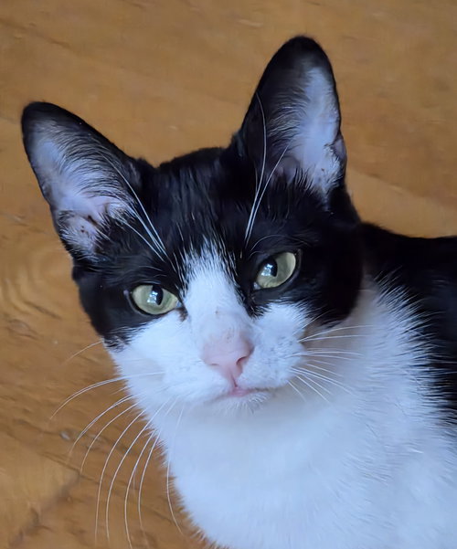 picture of the cat needing adoption