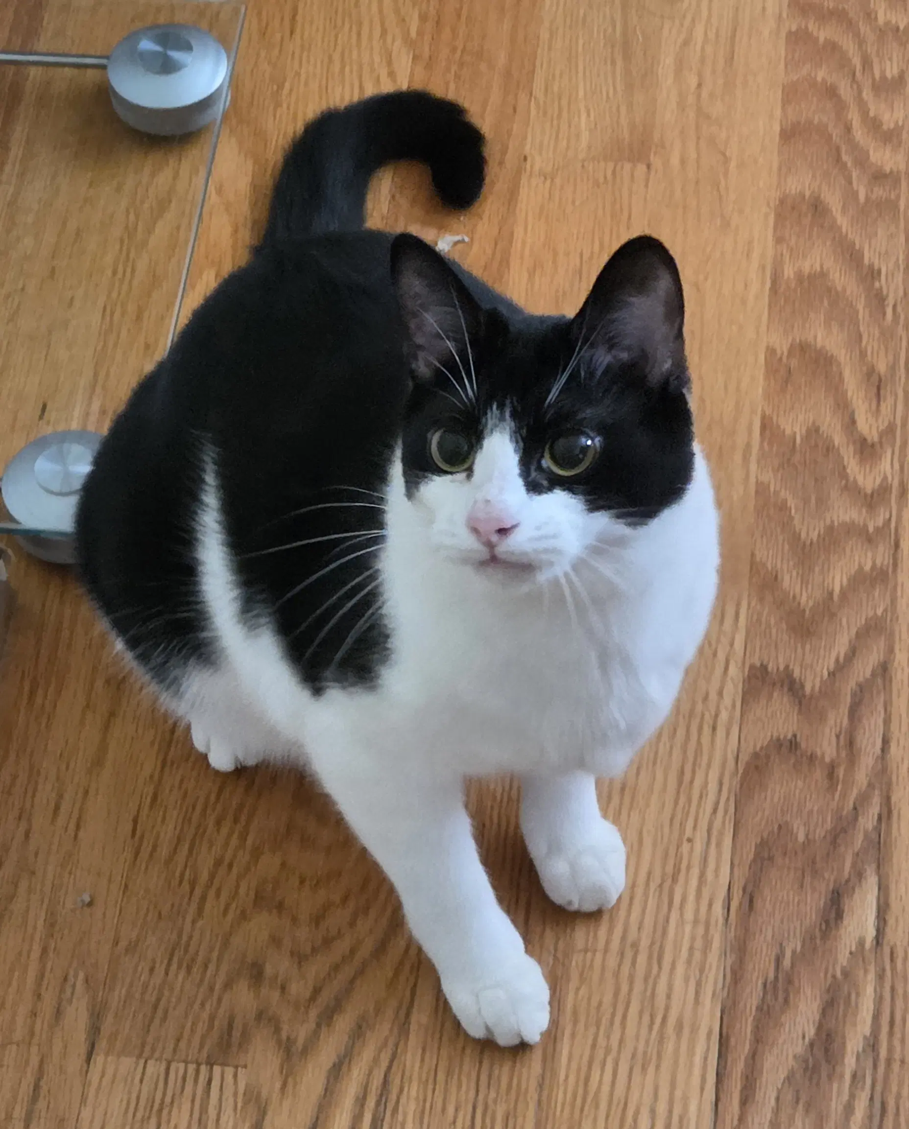 Fudge - Domestic Short Hair