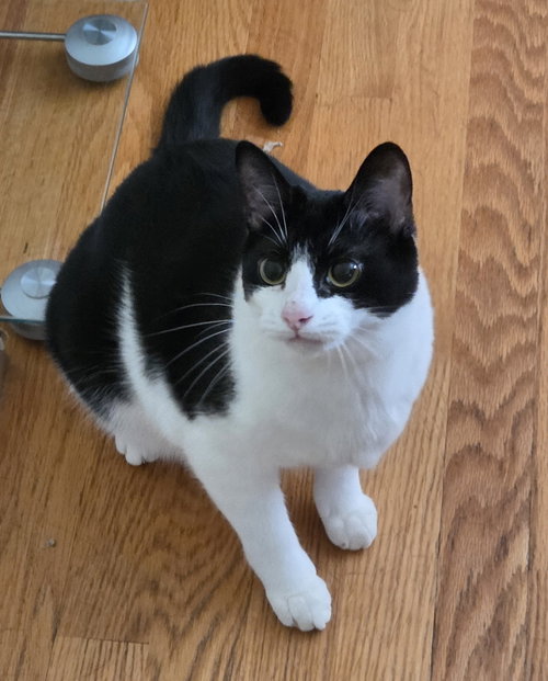 Fudge, a cat for adoption from Chatham Animal Rescue & Education