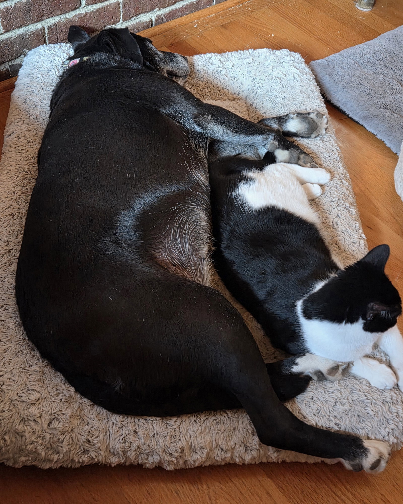 Fudge, photo 5