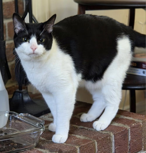 Photo 2 of Fudge