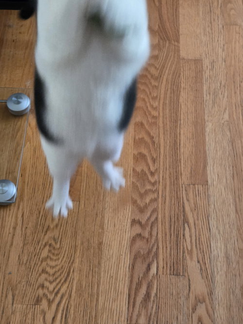 Photo 4 of Fudge