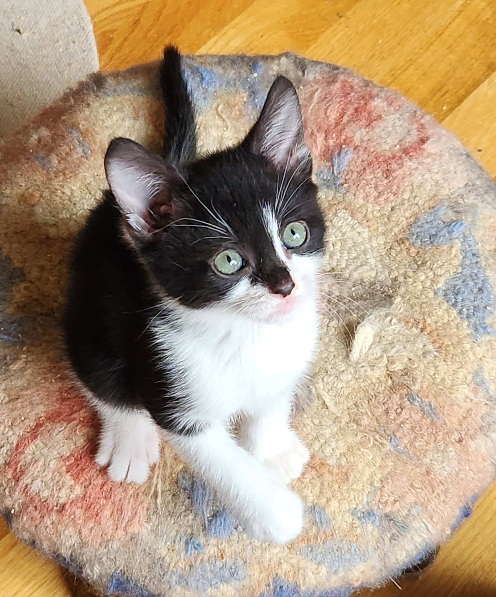 Chip, photo 6