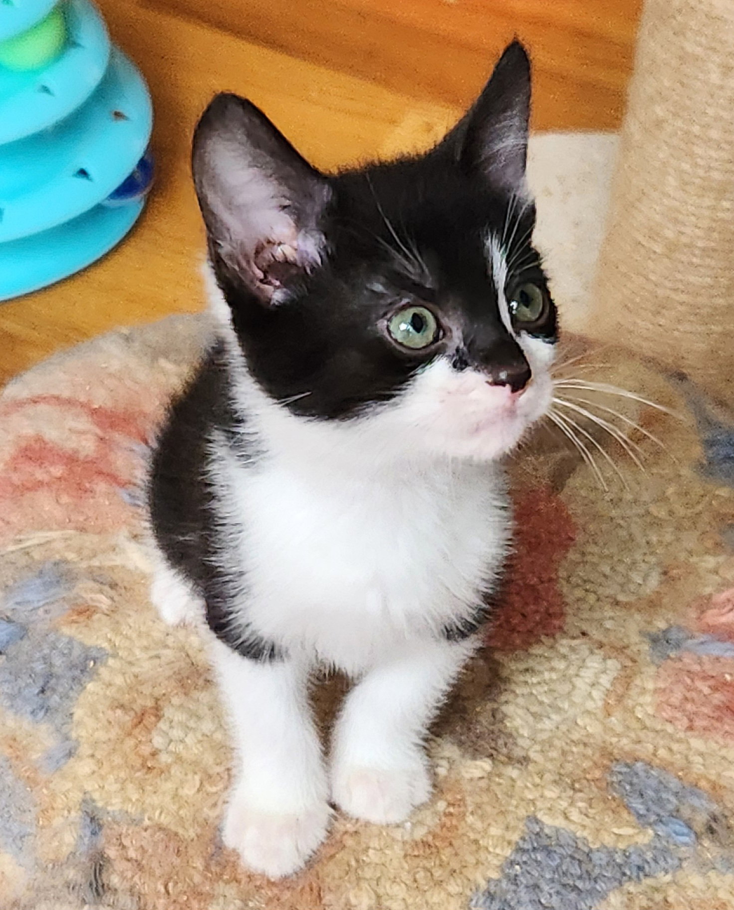 Chip, photo 7