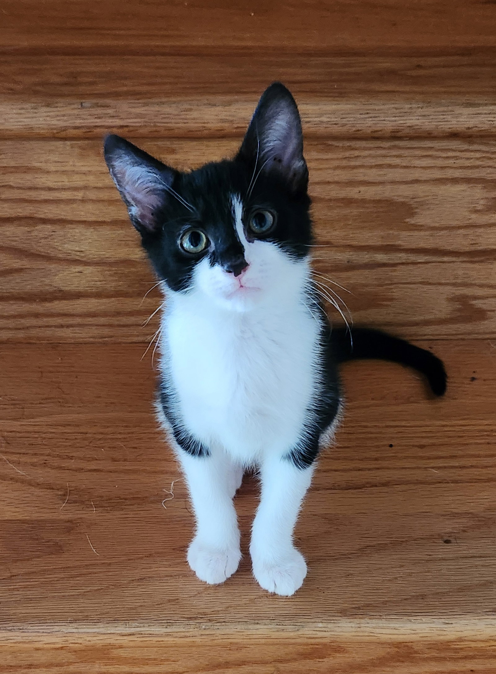Chip, photo 4