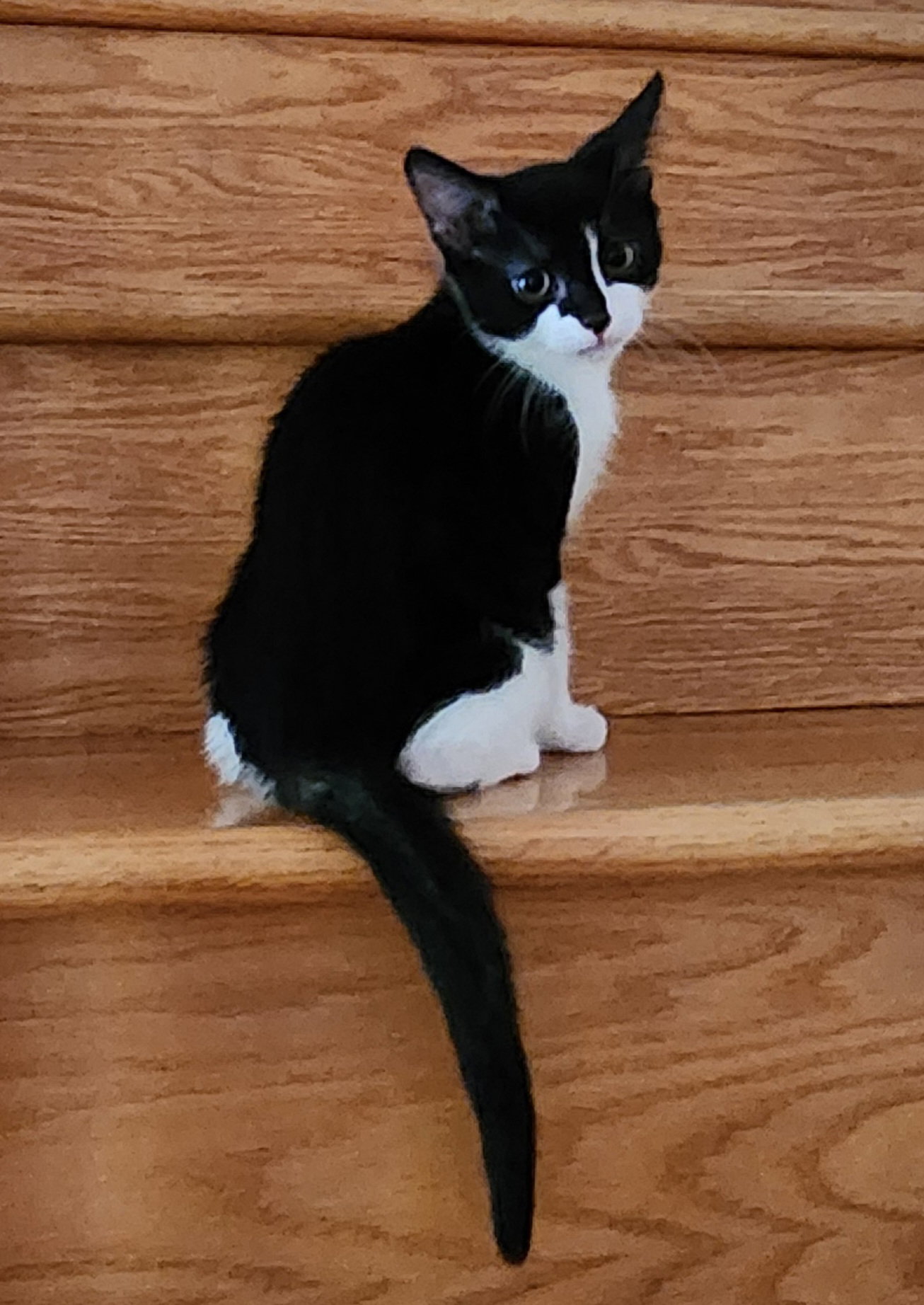 Chip, photo 5