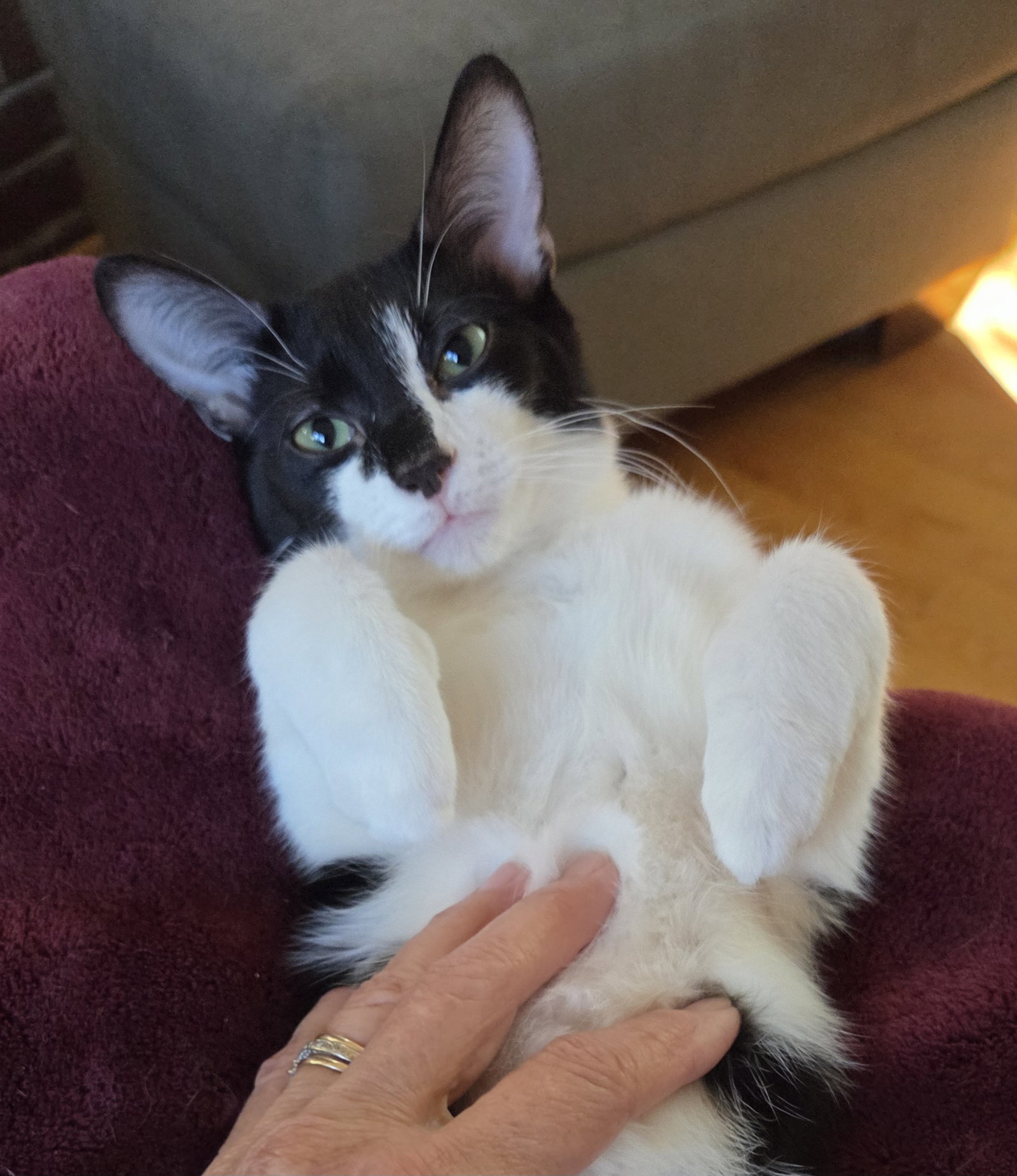 Chip, photo 3