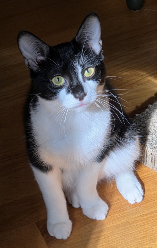 Chip, a cat for adoption from Chatham Animal Rescue & Education