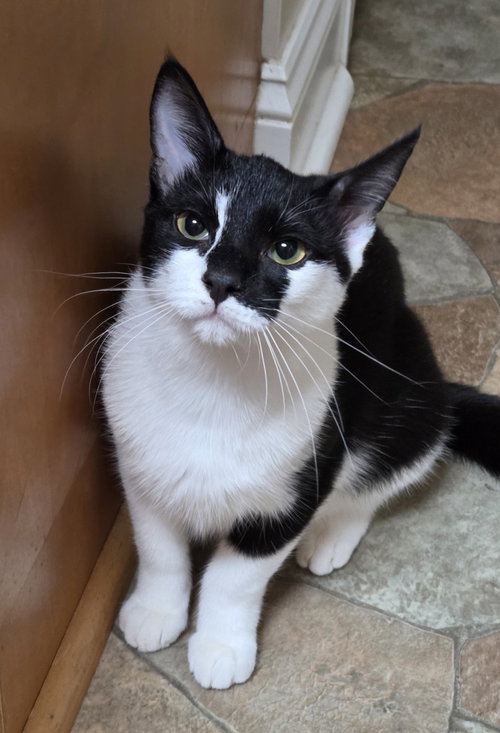 picture of the cat needing adoption