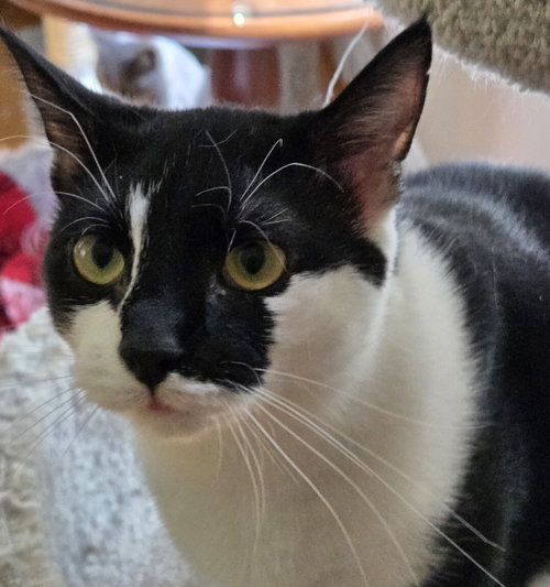 picture of the cat needing adoption