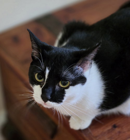 picture of the cat needing adoption