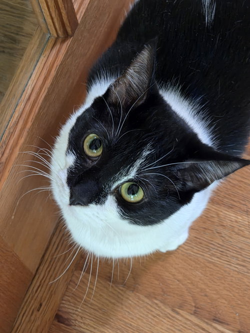 picture of the cat needing adoption