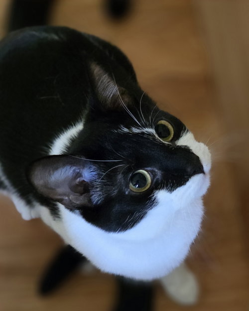 picture of the cat needing adoption