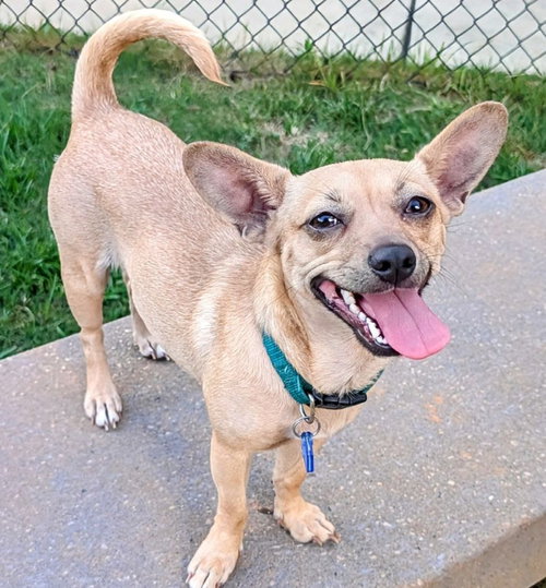 picture of the dog needing adoption