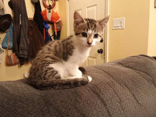 Athena