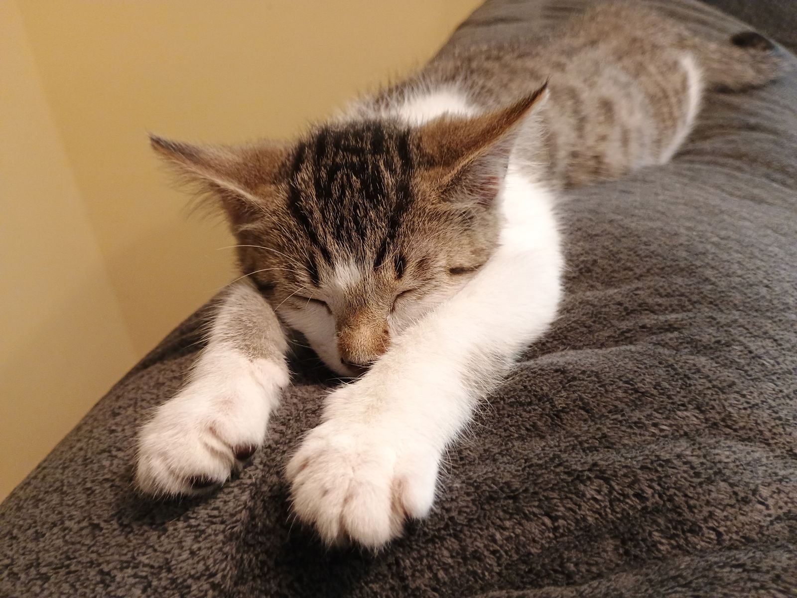 adoptable Cat in Pittsboro, NC named Athena