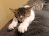 adoptable Cat in pittsboro, NC named Athena