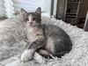 Pebbles