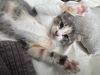 Pebbles
