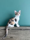 Cleo