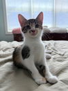 Cleo