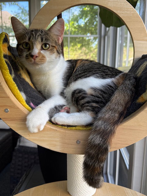 picture of the cat needing adoption