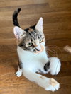 Cleo - Photo 4