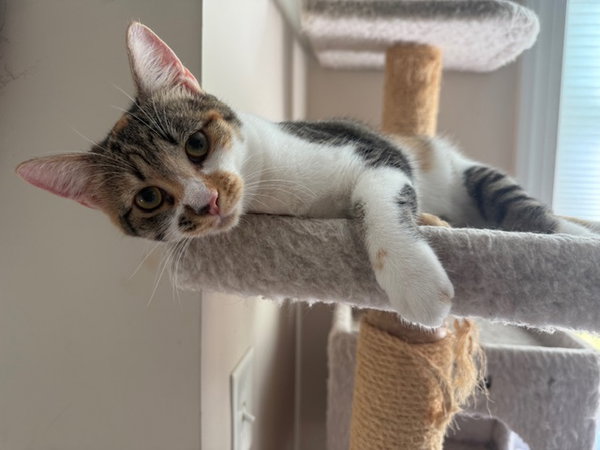 Cleo