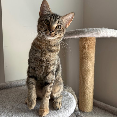 picture of the cat needing adoption