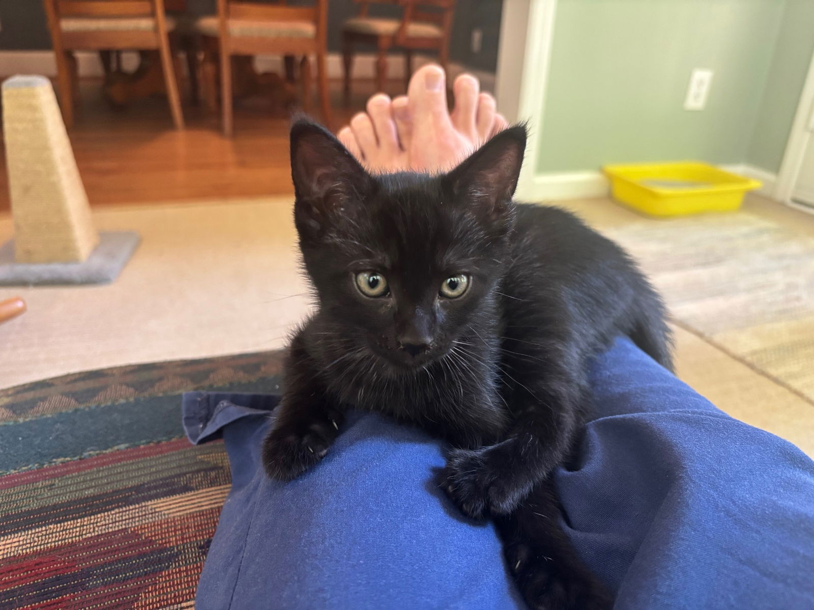 adoptable Cat in Pittsboro, NC named Night