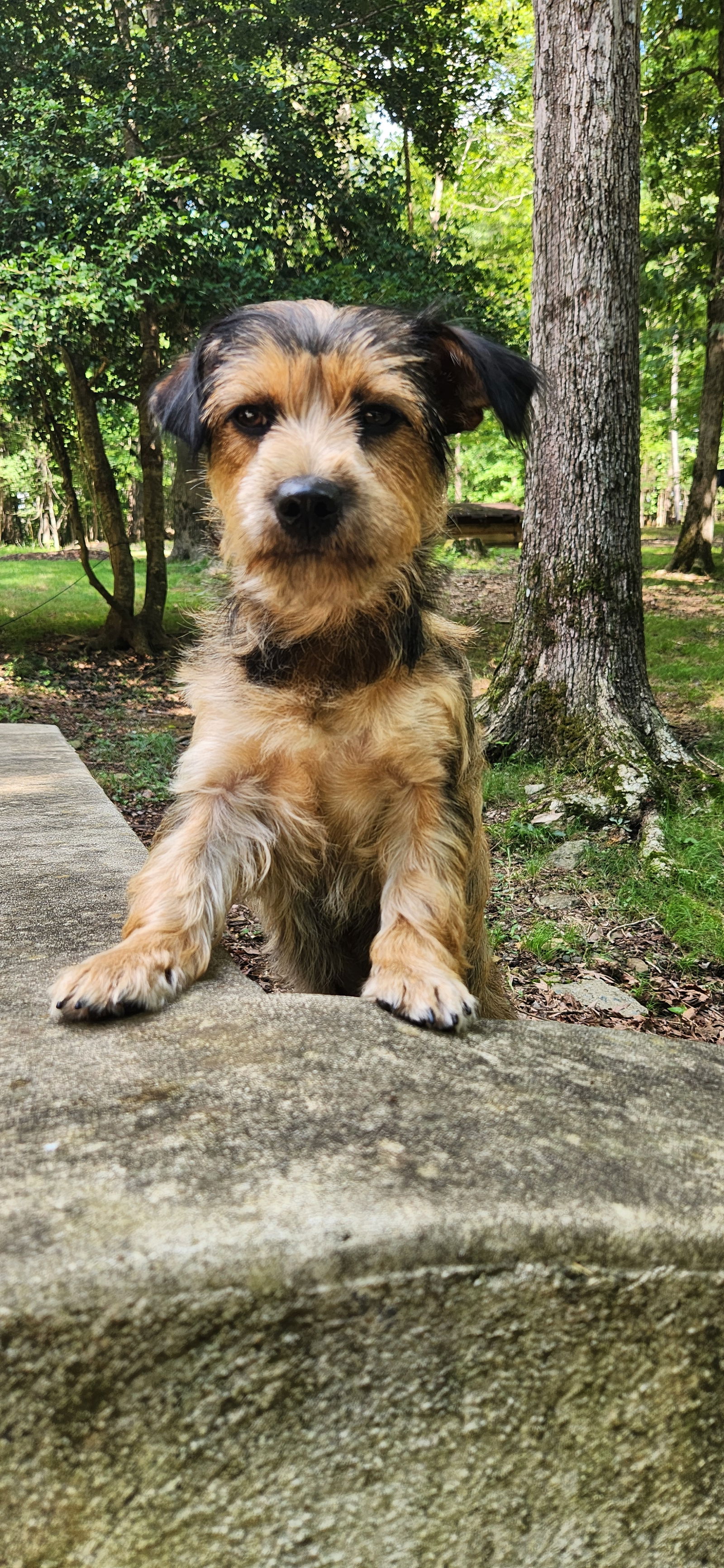 adoptable Dog in Pittsboro, NC named Hazel