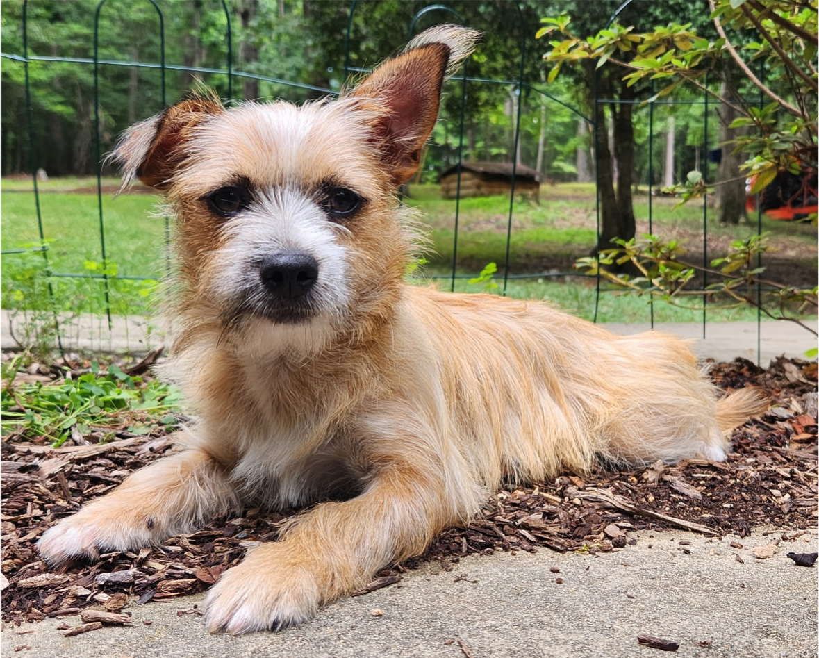 adoptable Dog in Pittsboro, NC named Max