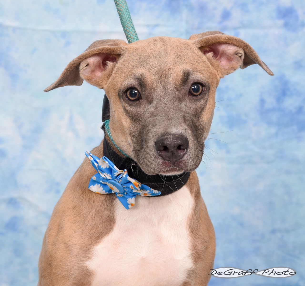 adoptable Dog in Pittsboro, NC named Sophia