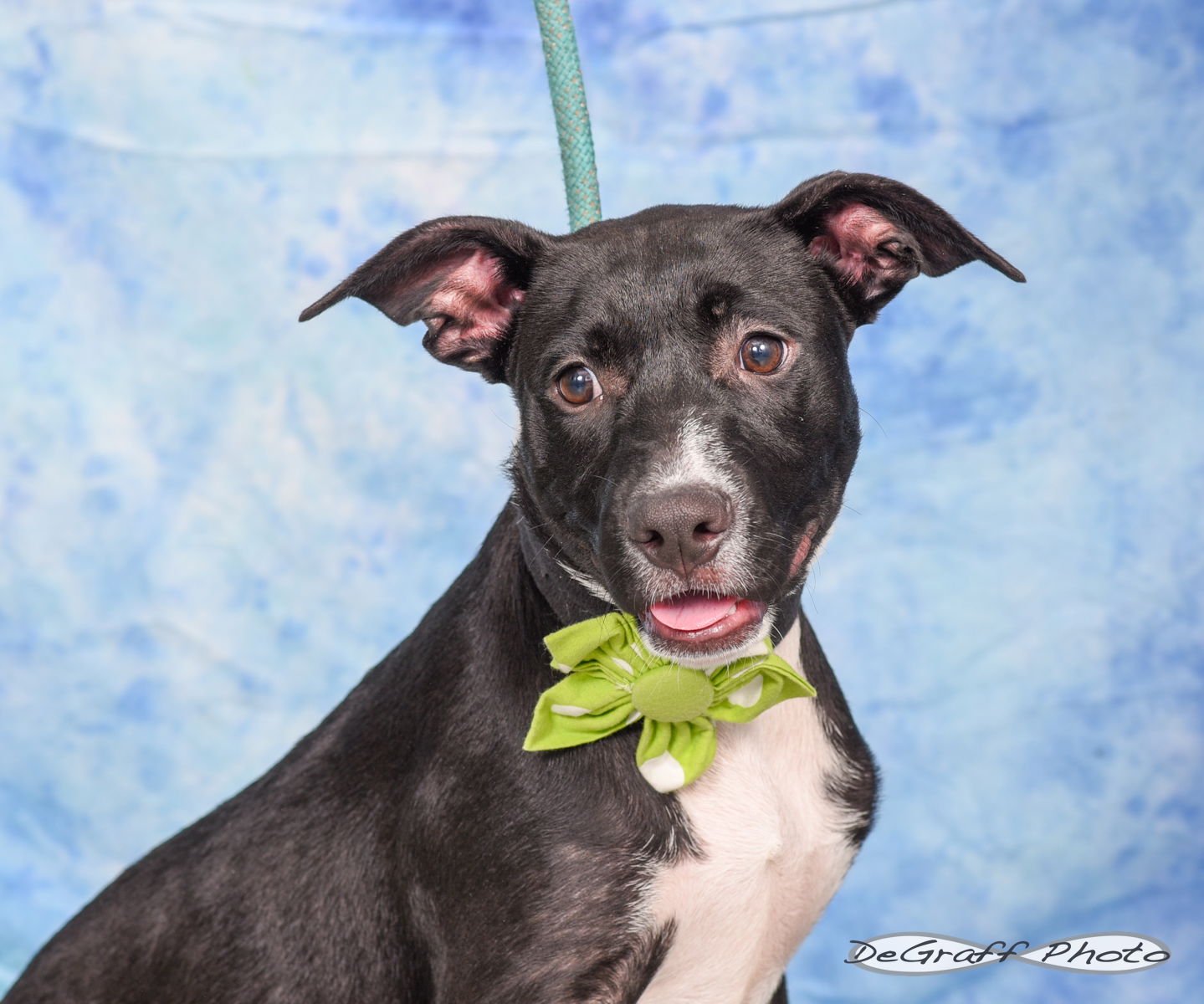 adoptable Dog in Pittsboro, NC named Rylo