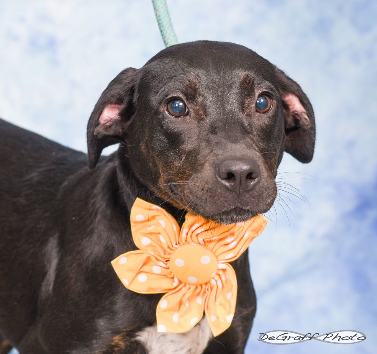 adoptable Dog in Pittsboro, NC named Laney