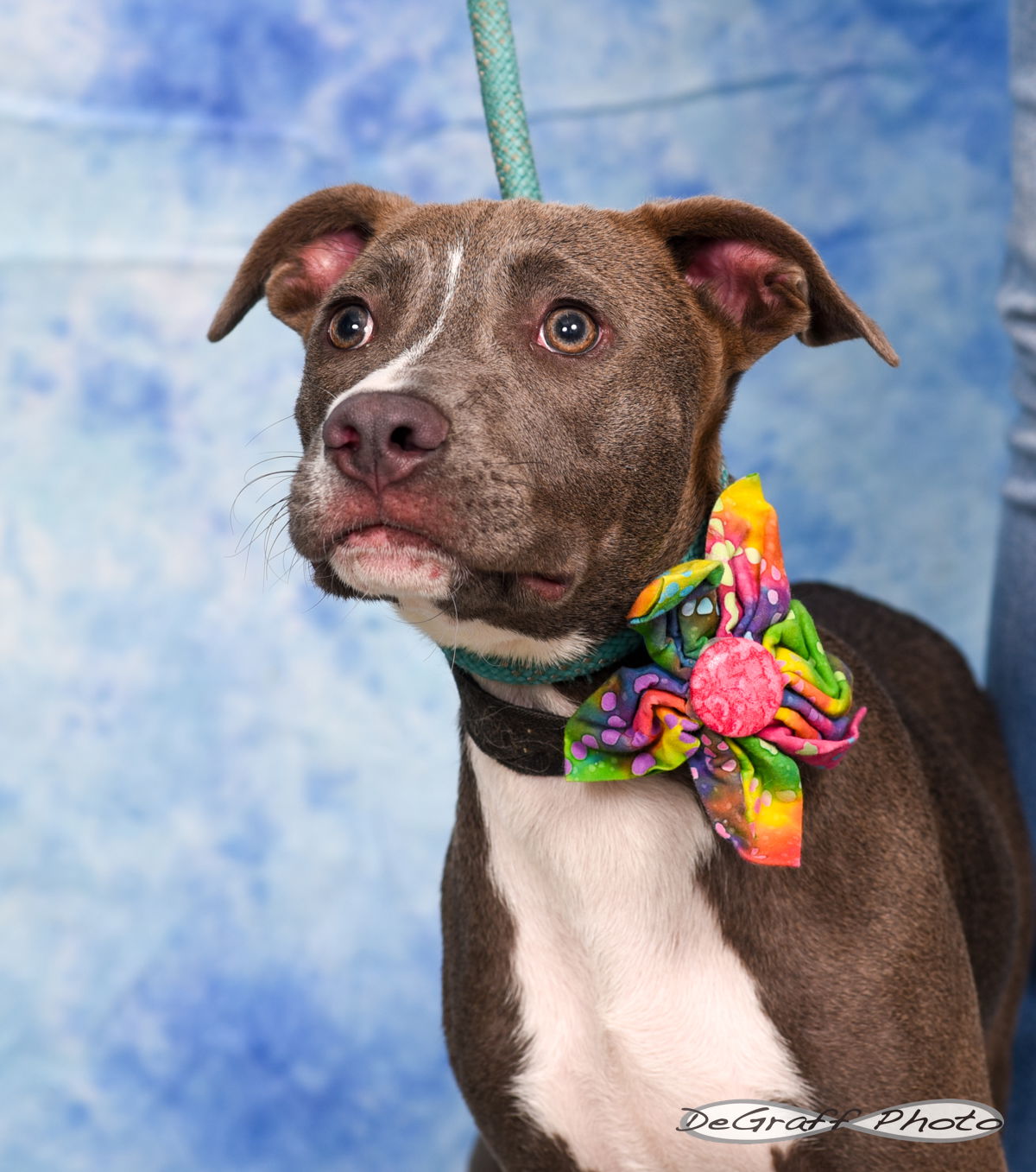 adoptable Dog in Pittsboro, NC named Lassie
