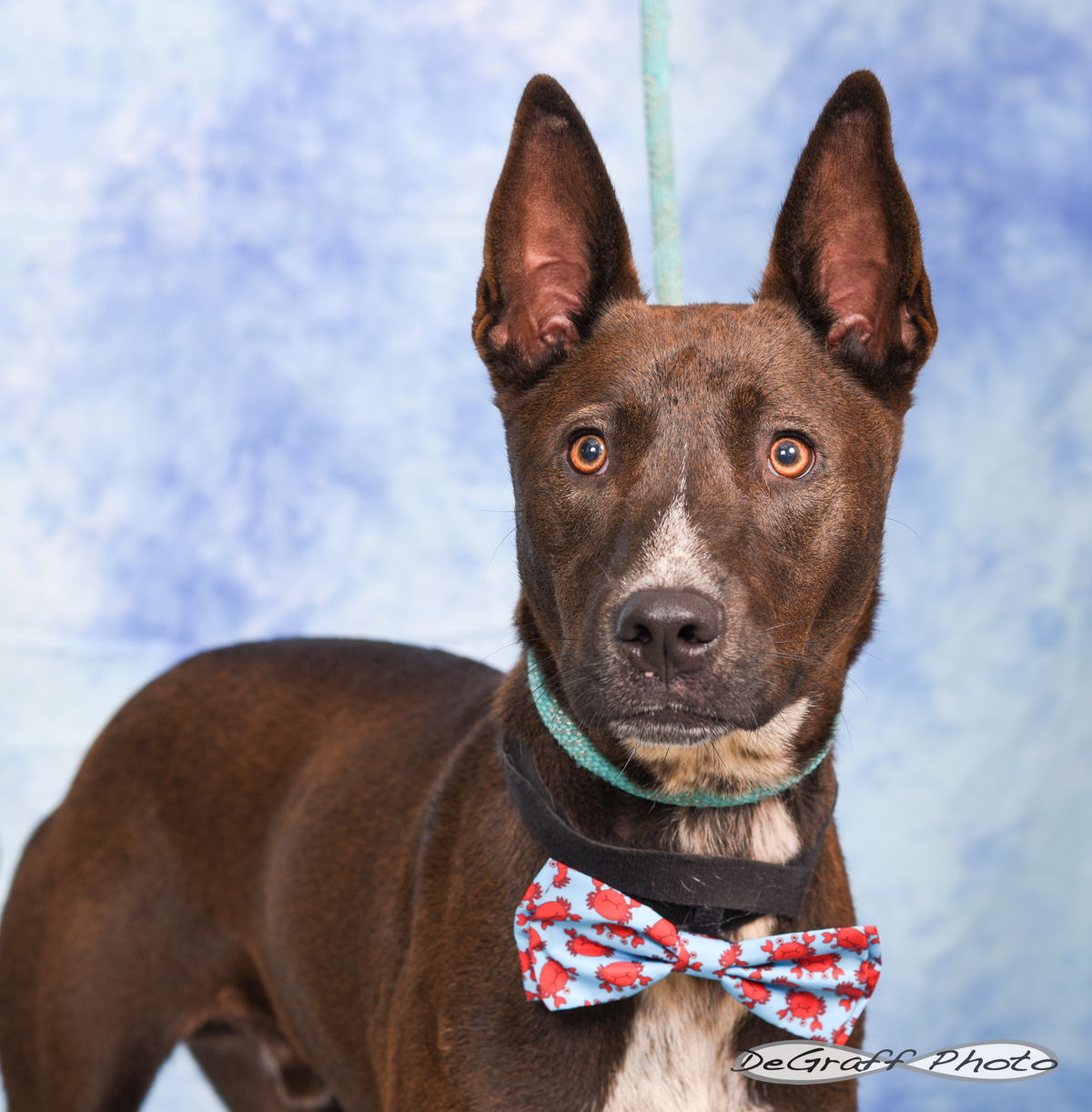 adoptable Dog in Pittsboro, NC named Noah