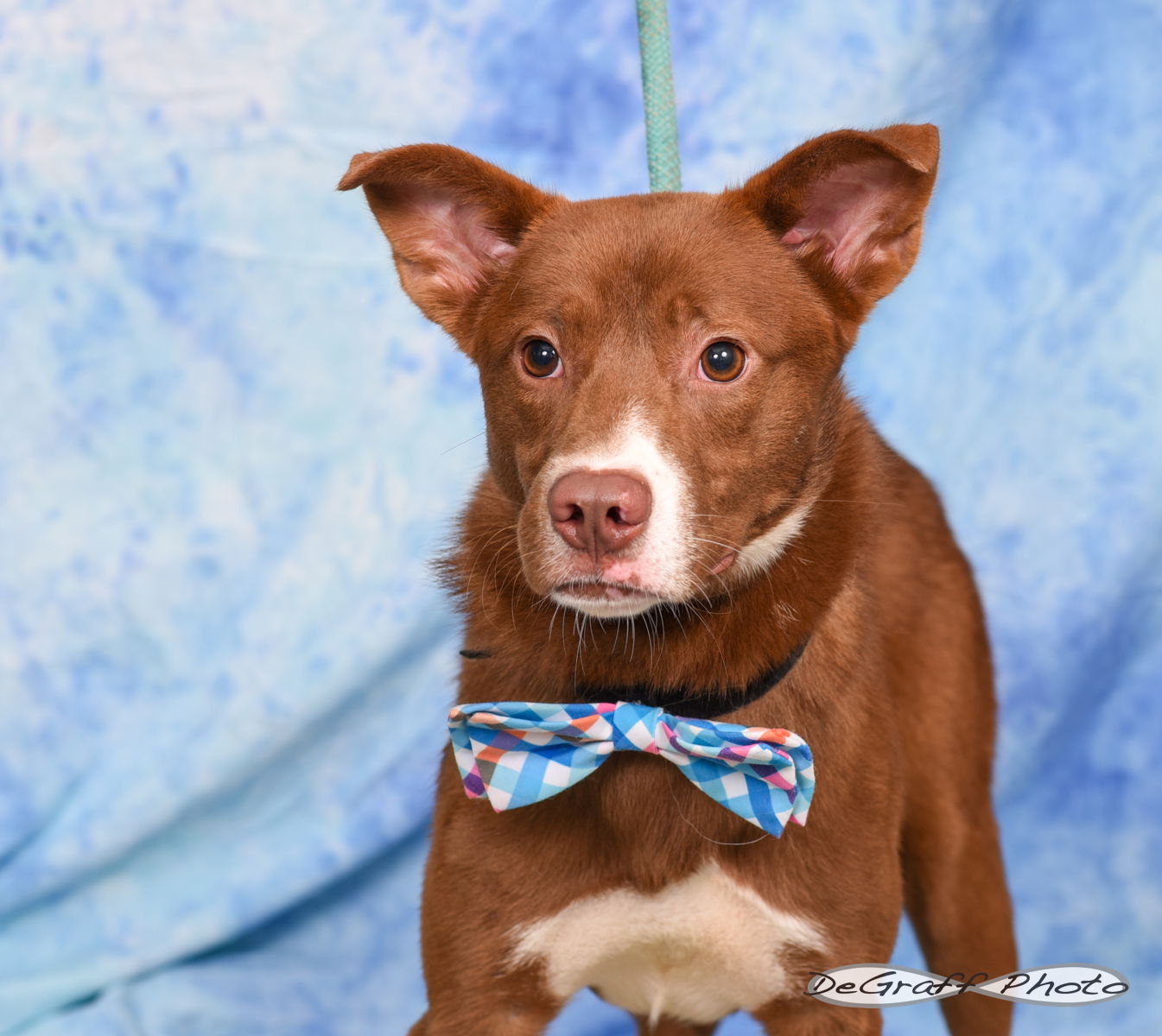 adoptable Dog in Pittsboro, NC named Hank