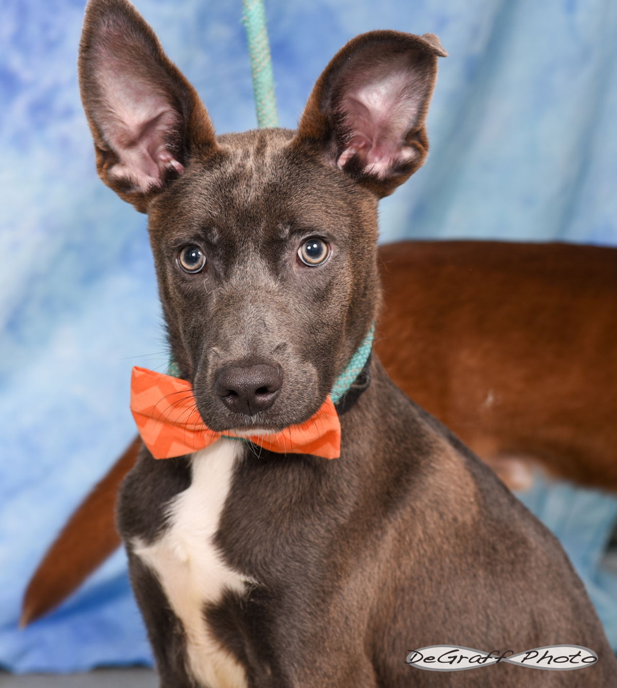 adoptable Dog in Pittsboro, NC named Radar
