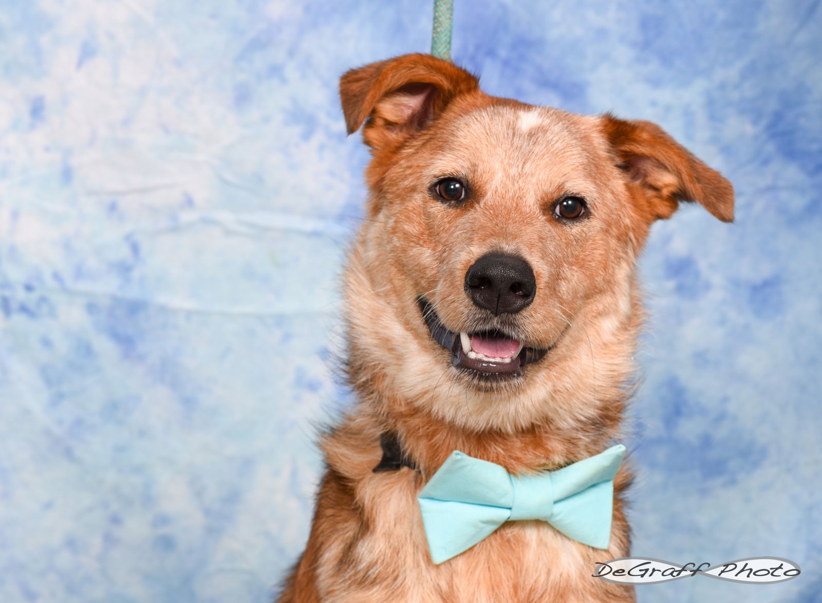 adoptable Dog in Pittsboro, NC named Remy