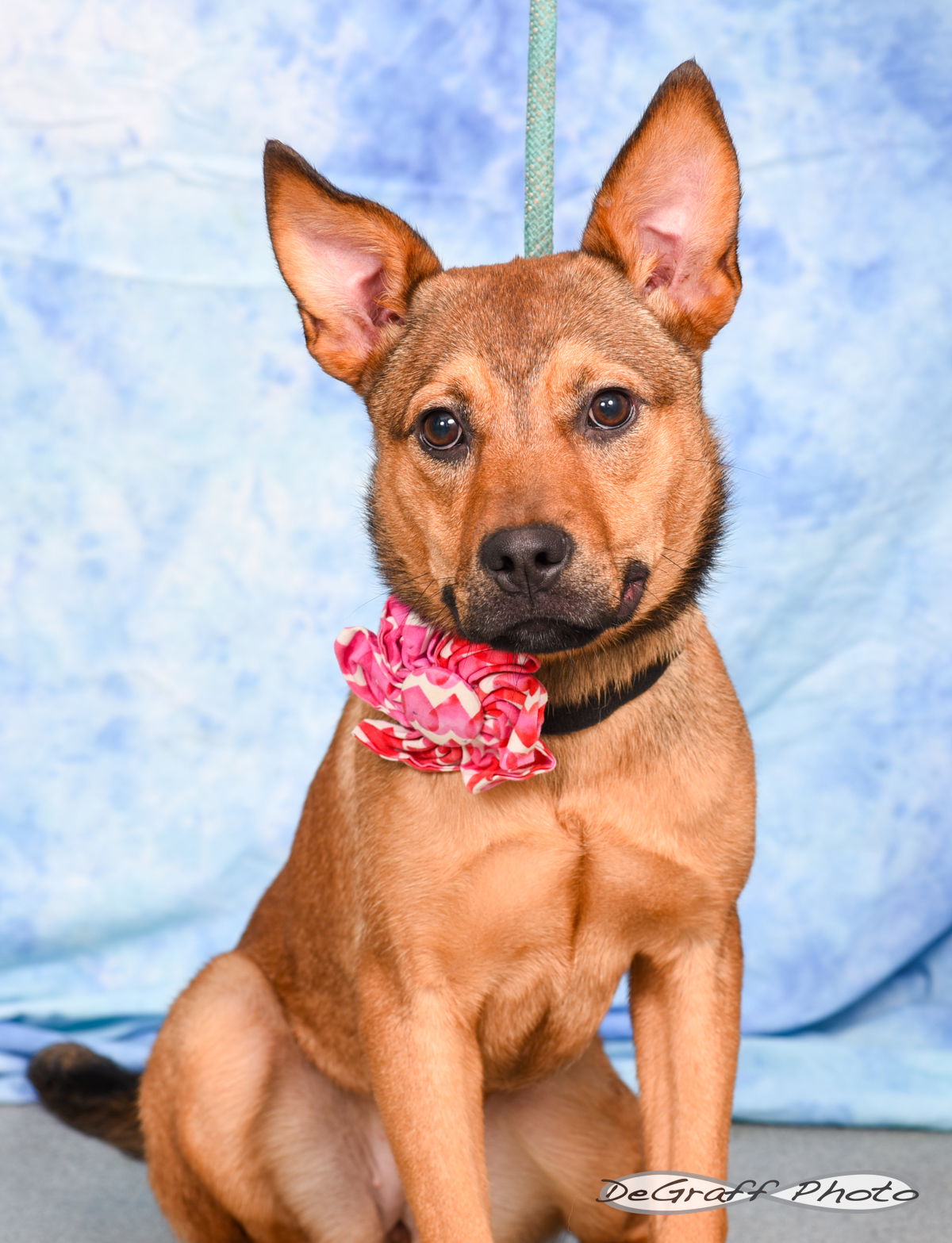 adoptable Dog in Pittsboro, NC named Boston