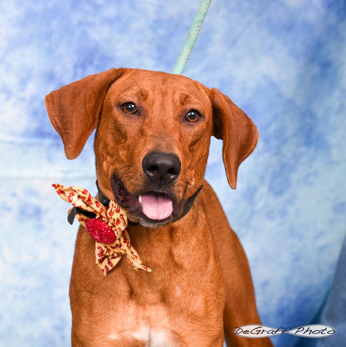 adoptable Dog in Pittsboro, NC named Moe